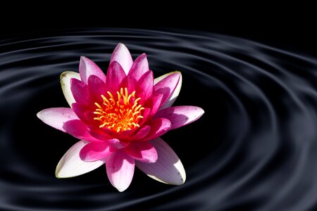Wave lotus blossom pond