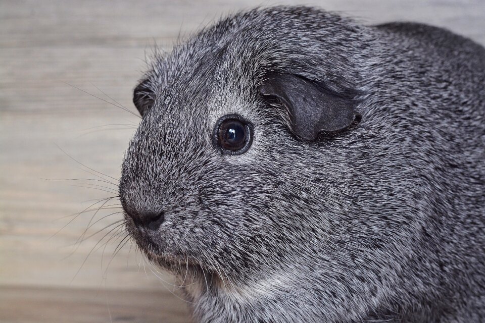 Black and white agouti nager rodent