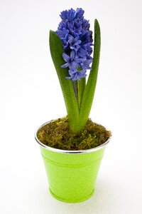 Asparagus plant flower spring