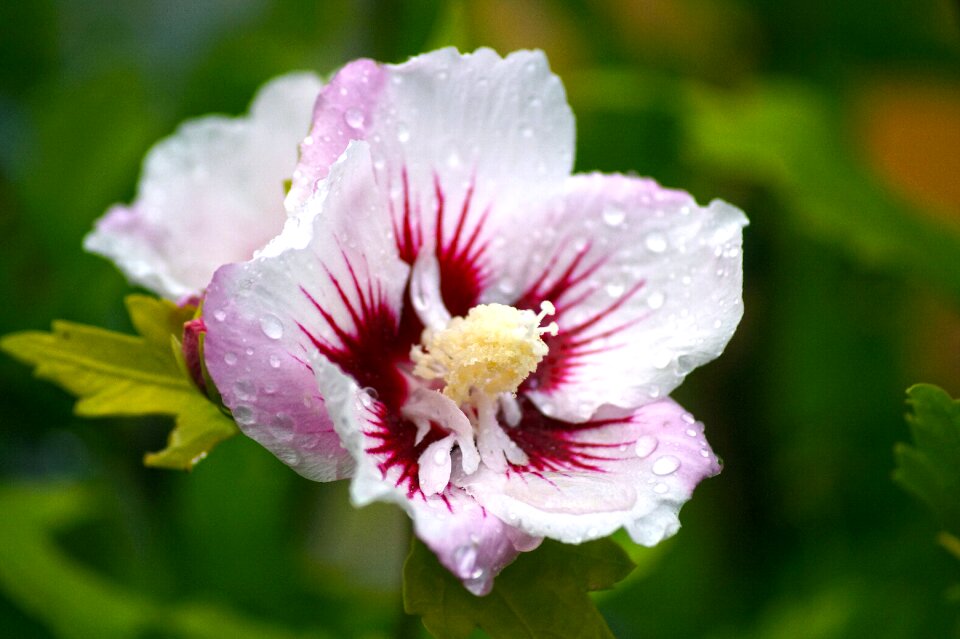 Petals macro nature