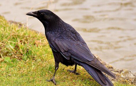 Crow animal nature photo