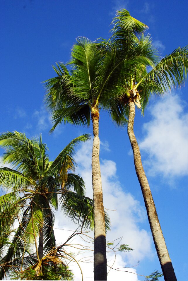 Coconut trees holiday seaside