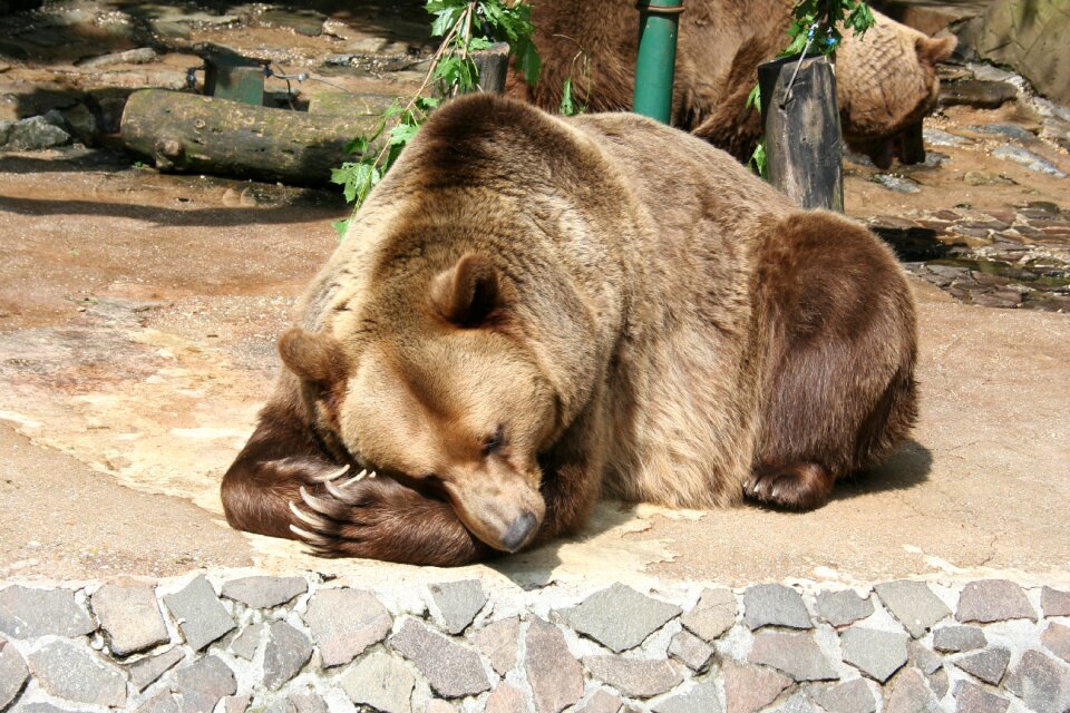 A bear animal the zoo