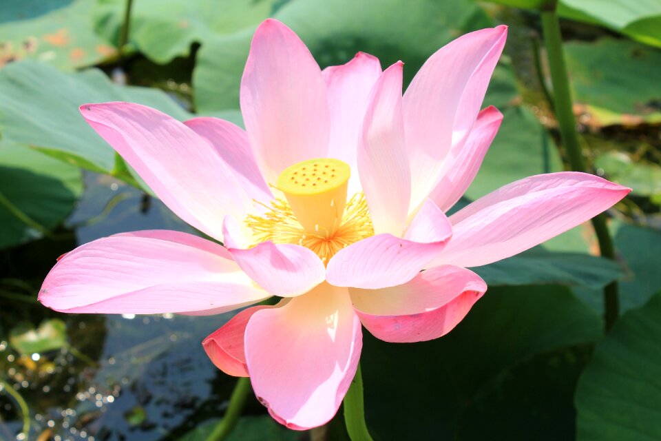 Pond lotus pink petals