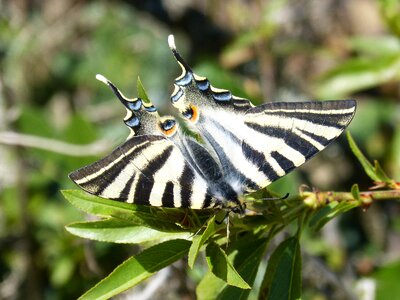 Scarce swallowtail chupaleche polidario