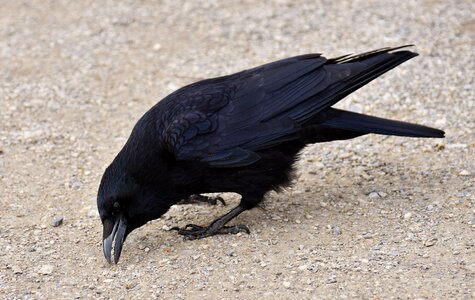 Crow animal nature