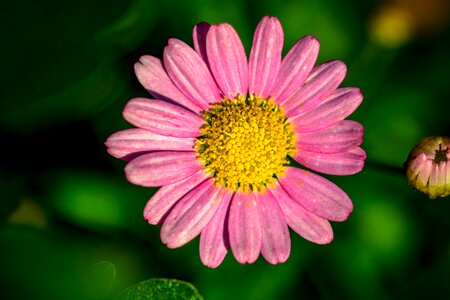 Involucral bracts stamen stamens