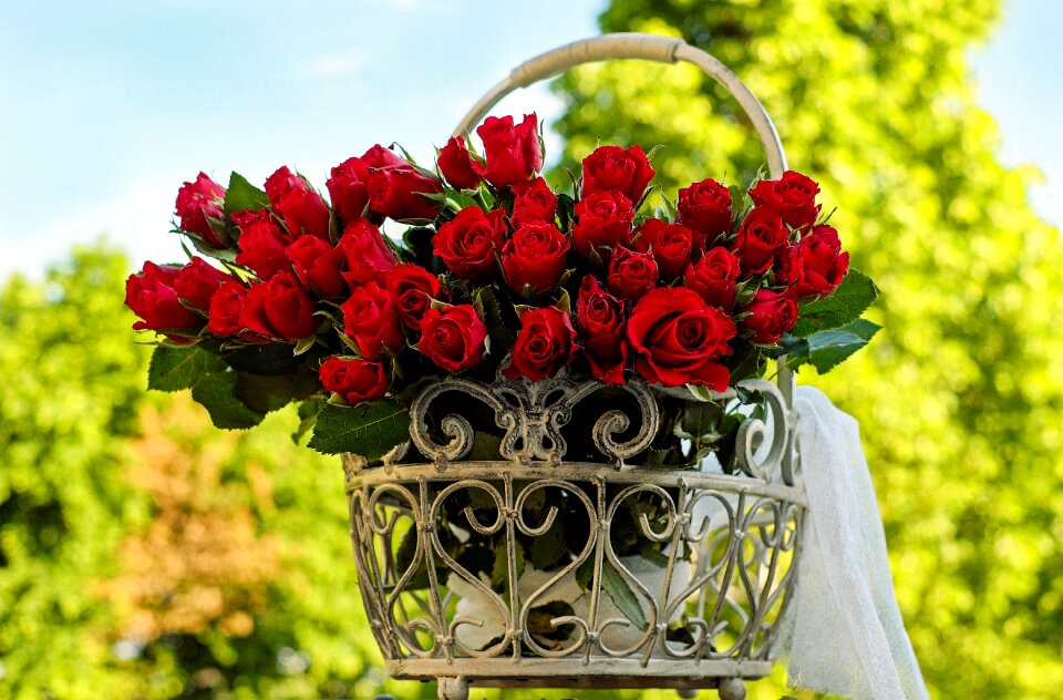 Bloom red romance