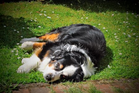 Black brown white tired sleep