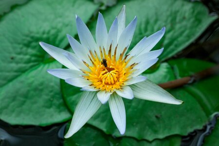 Nature green white lotus