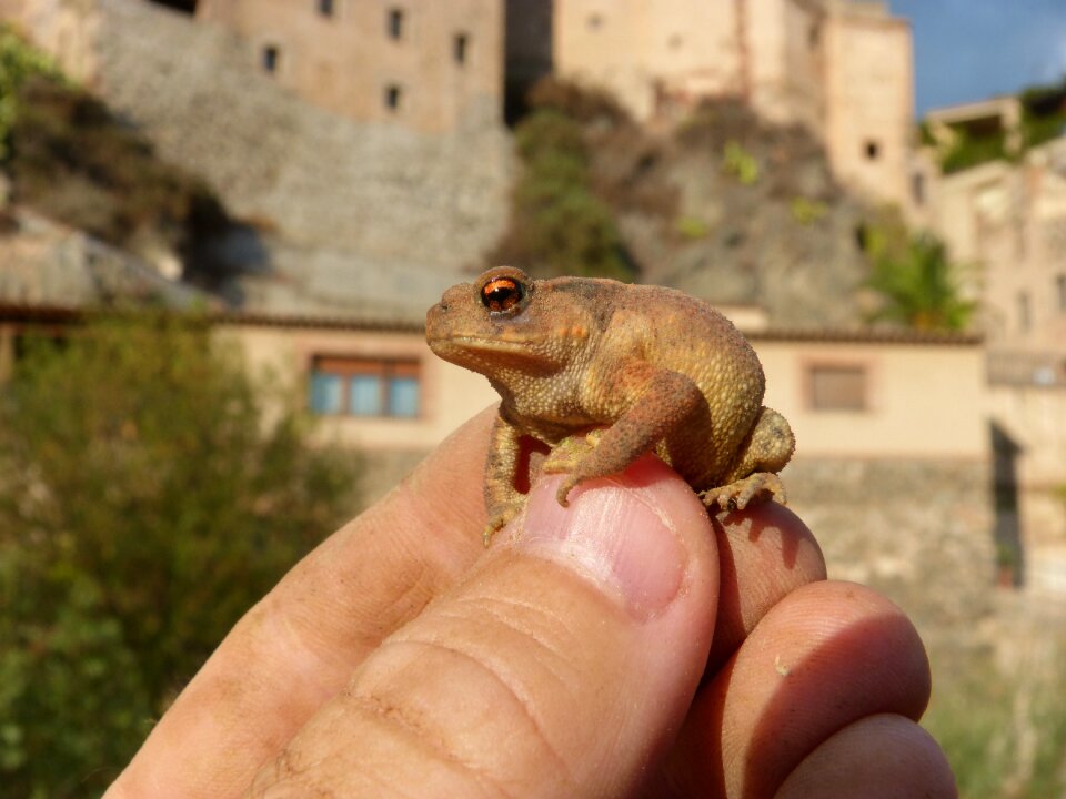 Hand breeding bufo bufo