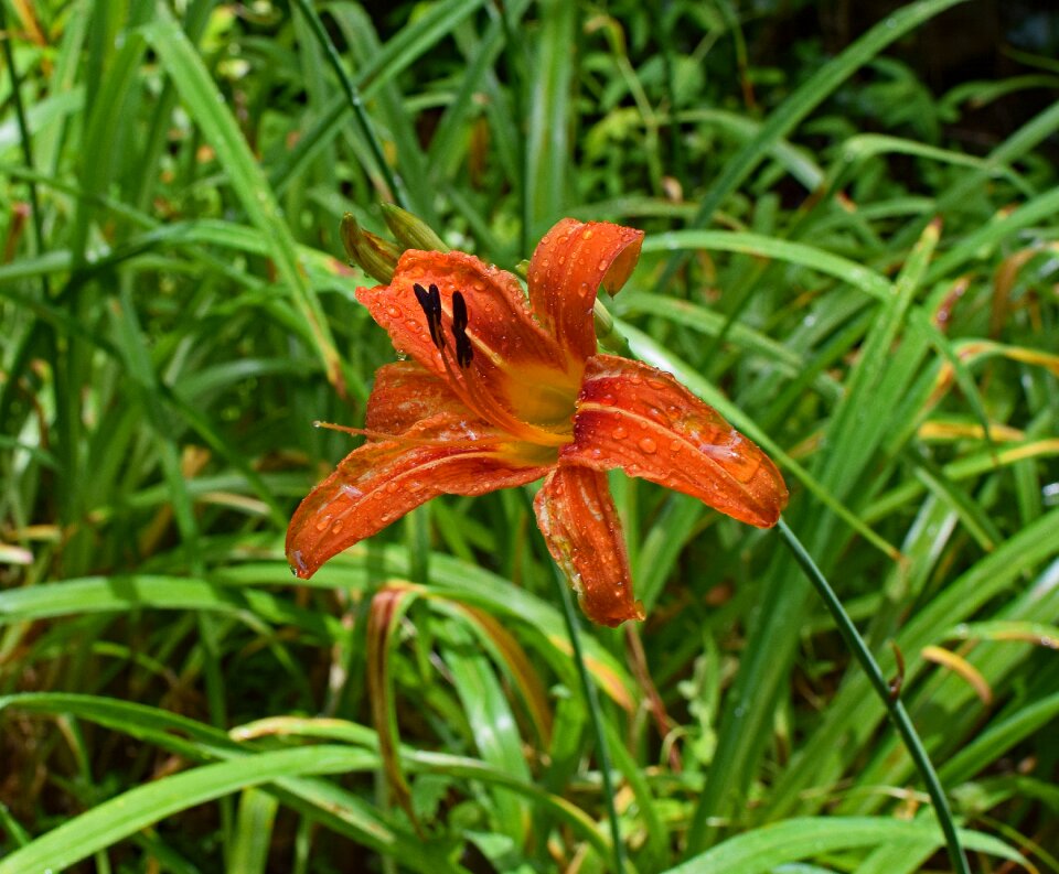 Blossom bloom garden plant