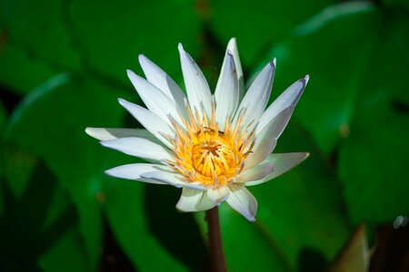 Nature green white lotus