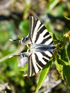 Scarce swallowtail chupaleche polidario