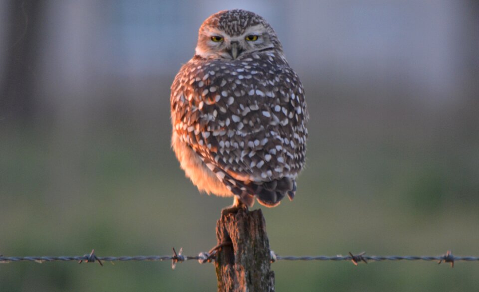 Nature eyes birds