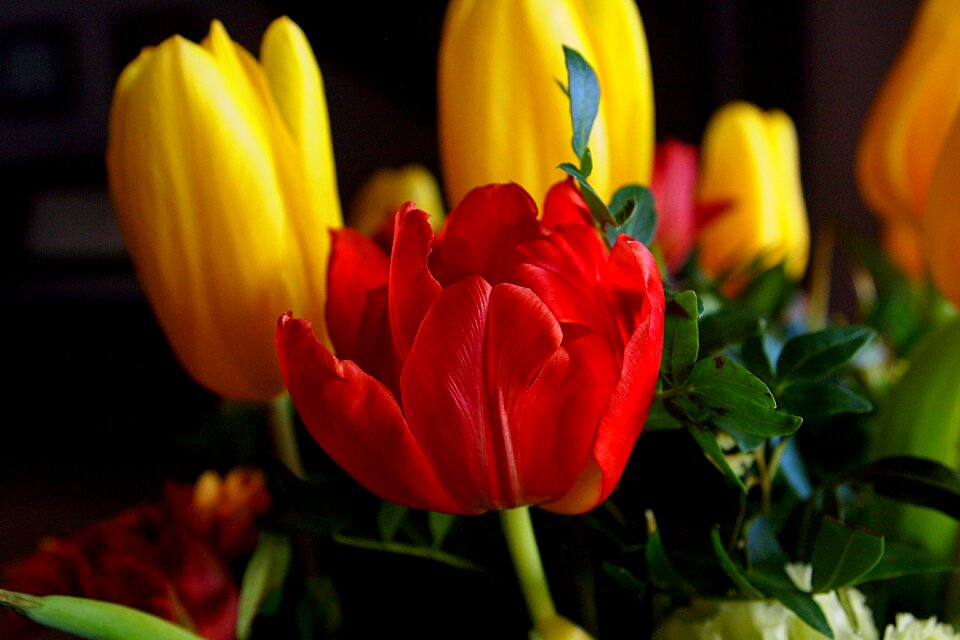 Tulips bloom netherlands