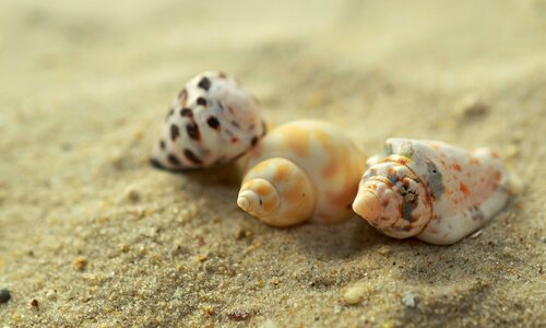 Beach vacations snail shell