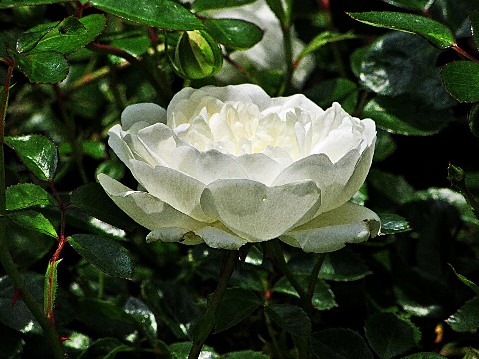 White flower shrub rose nature