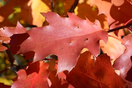 Coloring tree forest photo