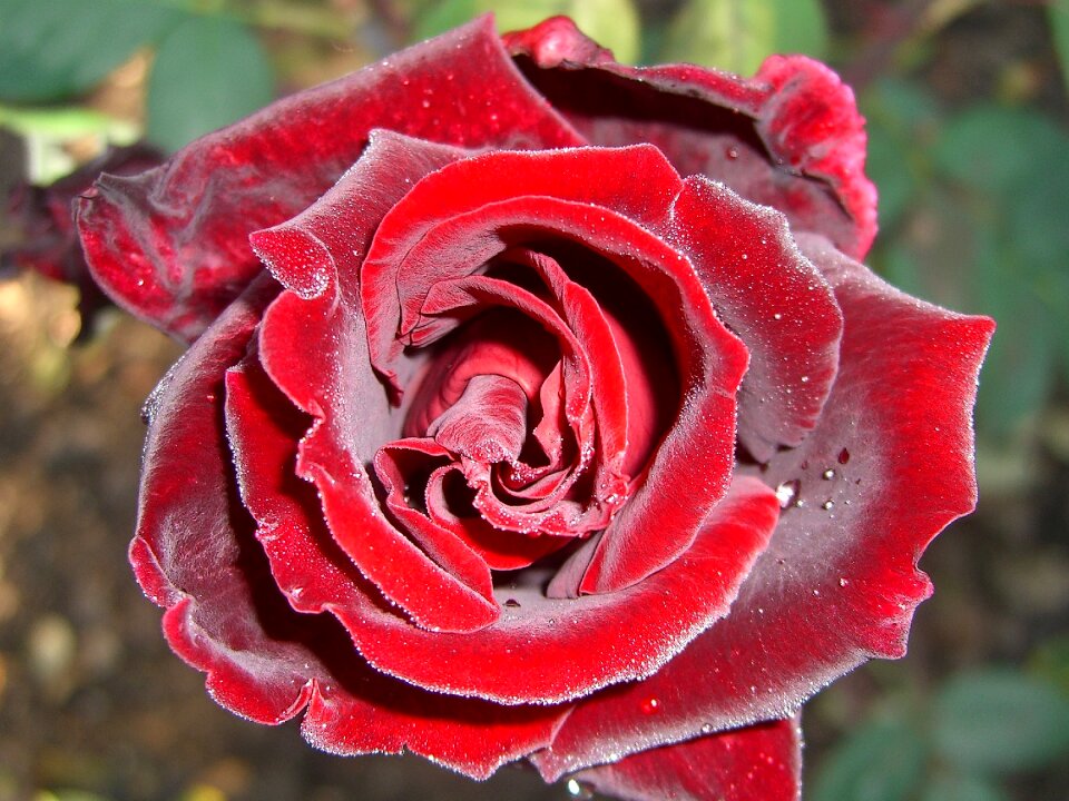 Rose bloom morgentau flower