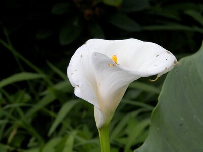 Bloom botanical blossom