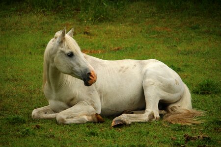 Stallion white horse sleep photo
