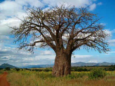 Wood tanzania africa