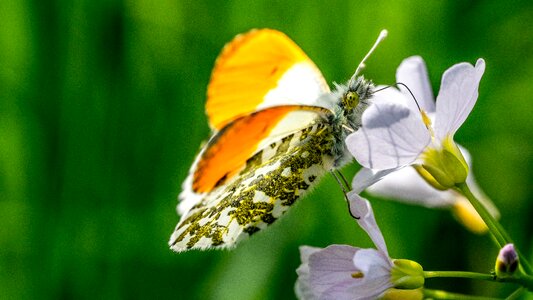 Nature flower color