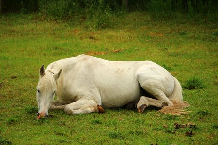 Stallion white horse sleep photo