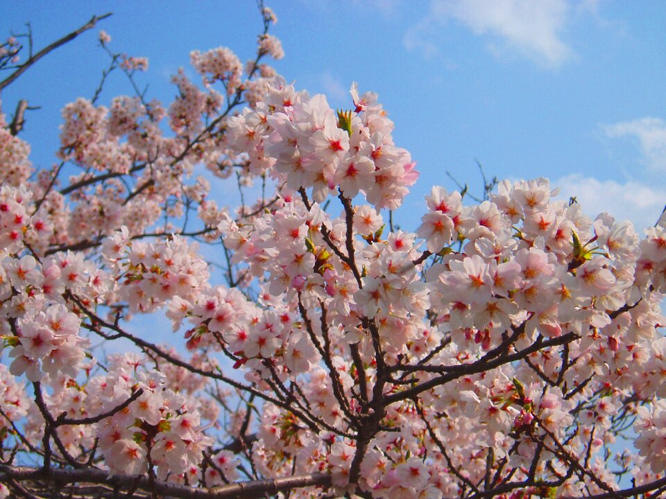 Flowers natural plant