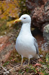 Nature bird white