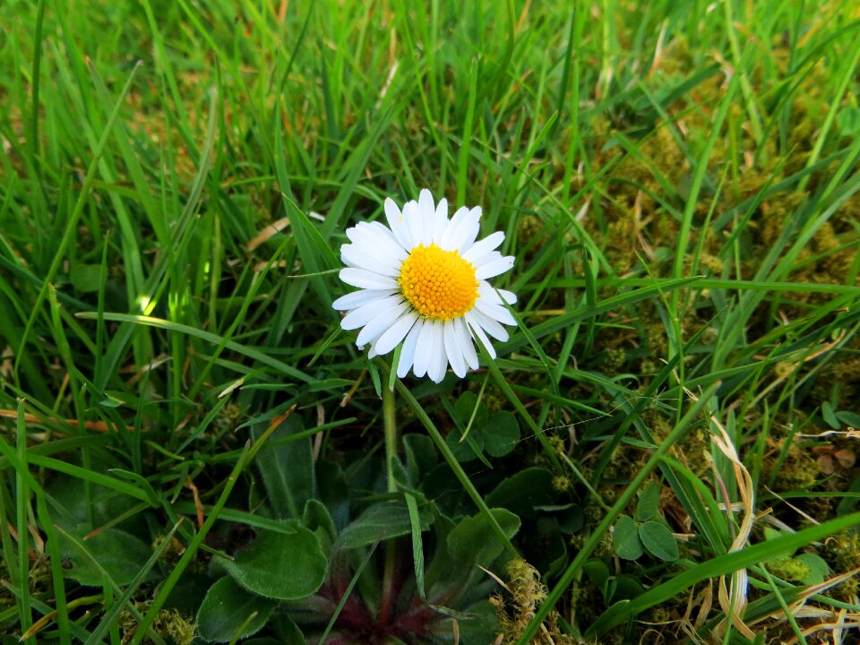 Flower spring garden