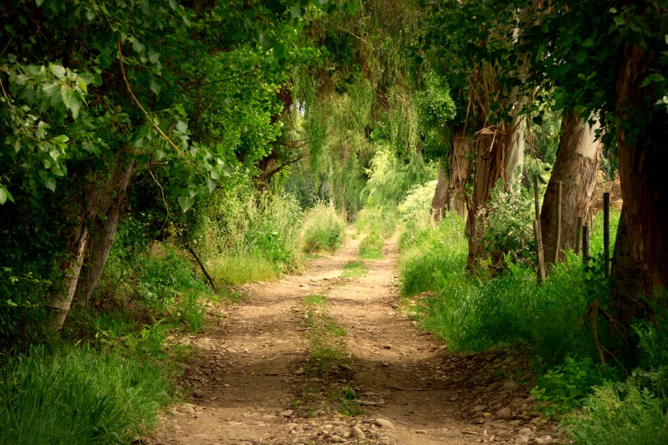 Landscape trees nature photo