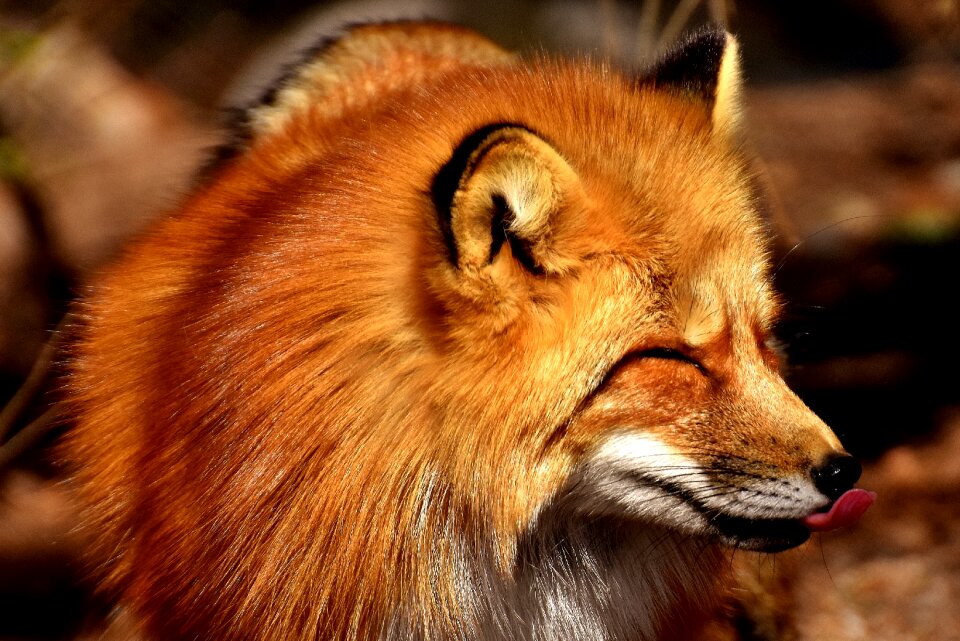 Animal world wild animal animal portrait