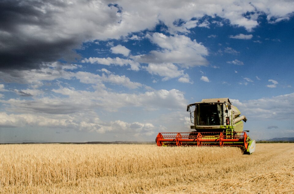 Cereals herbaceous food