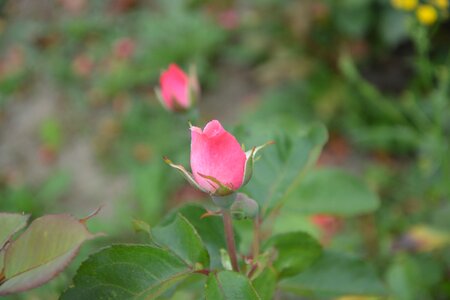Pink garden bush