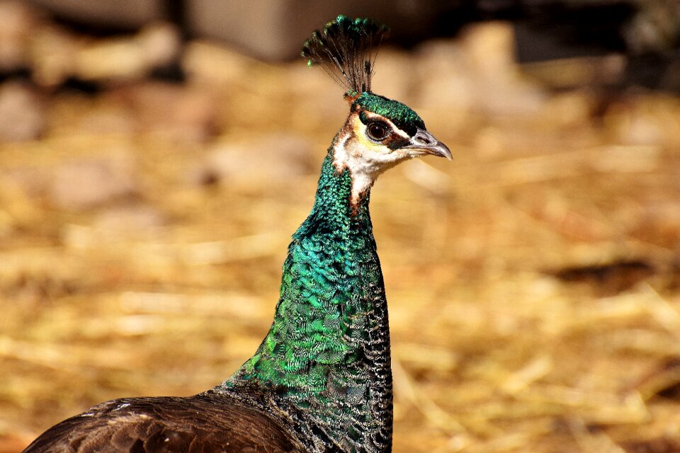 Bird animal feather