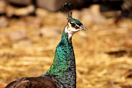 Bird animal feather