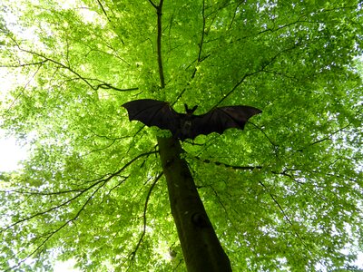 Deciduous tree light green spring