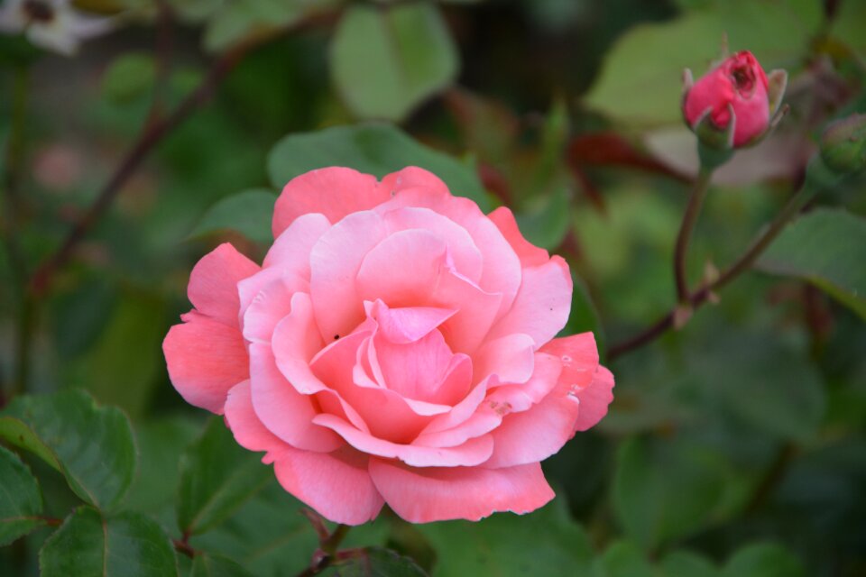Garden flower petals