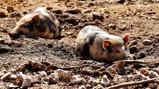 Enjoy the sun animal piglet