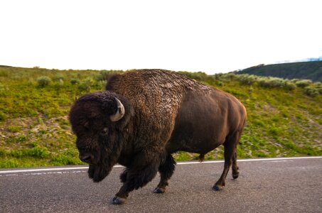 Yellowstone national park buffalo yellowstone photo