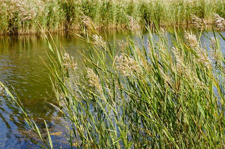 Reed nature lake
