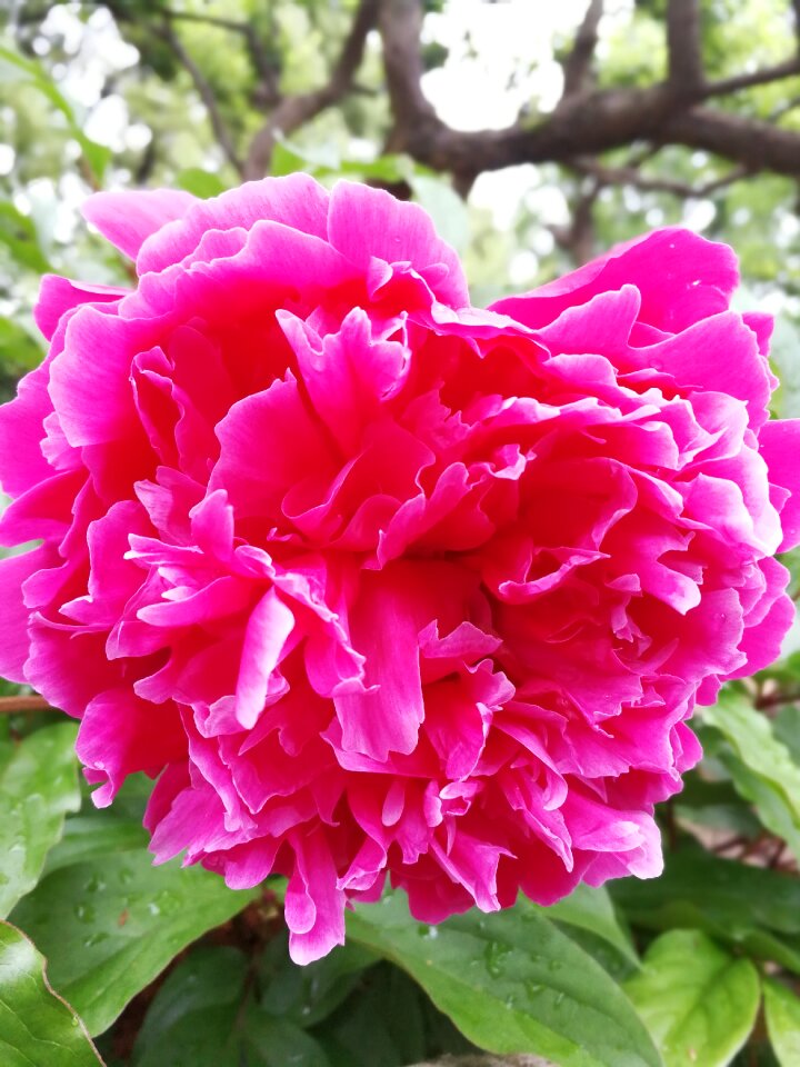 Bright level flower