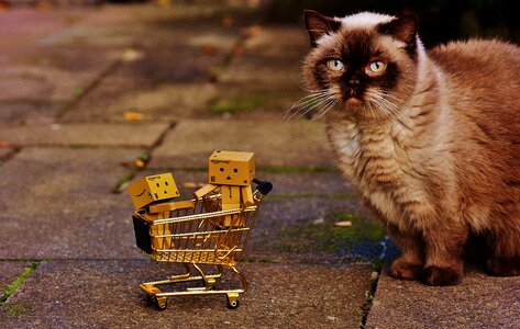 Shopping cat curious