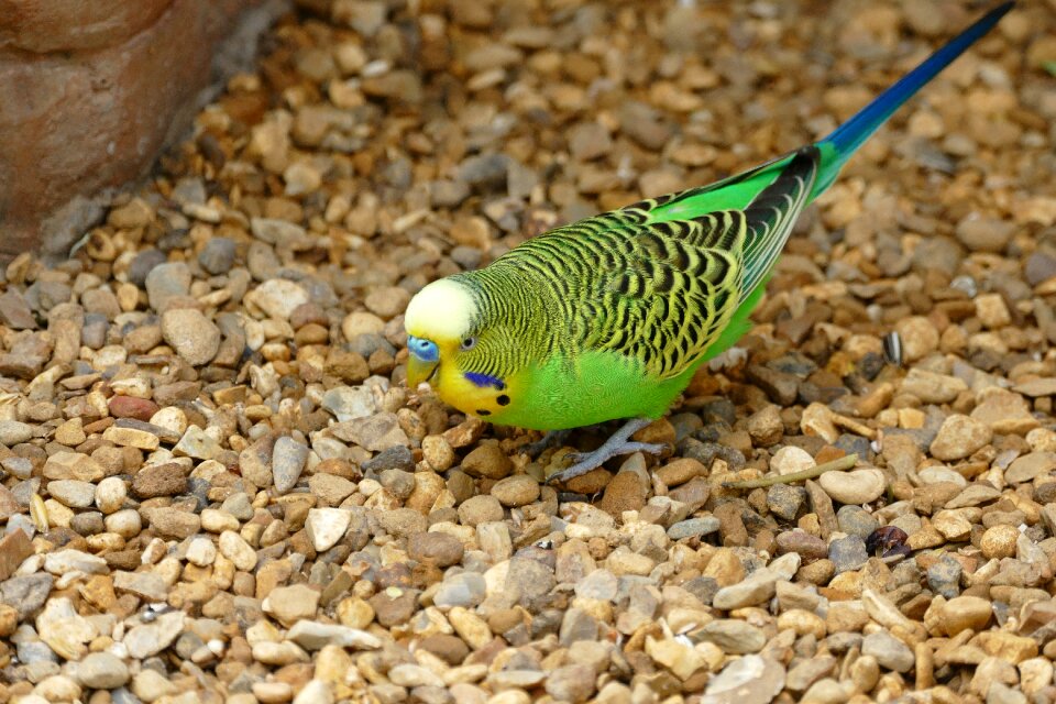 Parrot budgerigar small