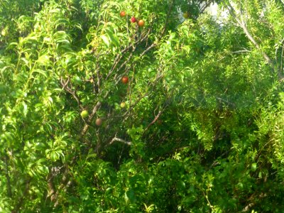 P1000140 
