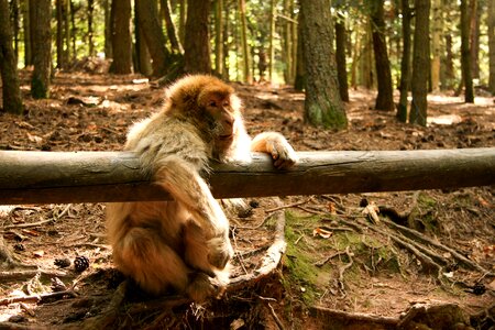 Monkey forest zoo