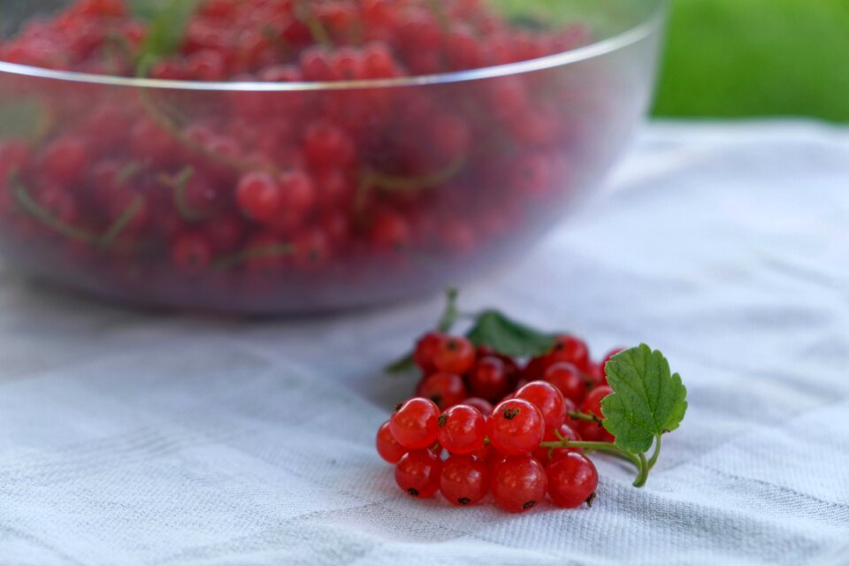 Ahlbeere currant kanstraube