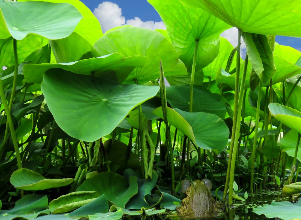 Clamp bubble water lily
